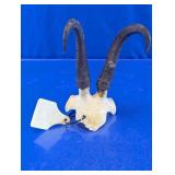 Chamois Curved Horn Skull Specimen