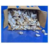 Assorted Bulk Natural Sea Shells Craft Lot