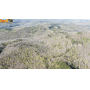 96 +/- Acres of Mature Timber Land w/ Pond at Absolute Online Auction