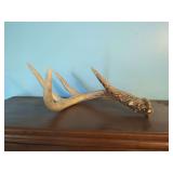 Natural Deer Antler Shed