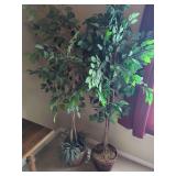 Artificial Ficus Trees in Woven Baskets