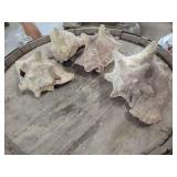 Four Spiked Sea Snail Shells