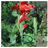 MTB 36 inch Single Stem Plant Support Stakes,