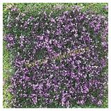 Artificial Purple Boxwood Wall,Purple Milan Leaf