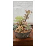 Succulent in galvanized pot 8 in l × 7in w × 7.5