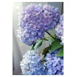 PINK PICASSO HAPPILY HYDRANGEA PAINT BY NUMBERS KI