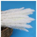 50Pcs Bulrush Natural Dried Small Pampas Grass
