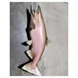 Vintage king salmon taxidermy fish 4ft long
