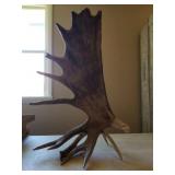 S.Melody carved artic moose antler 26in x 31in