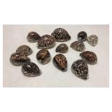 14 Glossy Tiger Cowrie Shells Q8B