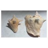 2 Queen Conch Seashells Z7A