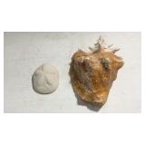 Queen Conch Seashell 9" & Sea Biscuit Z7A