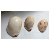 3 Volute Melo Shells Gastropod Mullusk