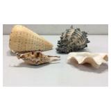 Unique Seasshell Collectible Assortment K8C