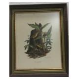 Kentucky Warbler Print by Ray Harm K15F