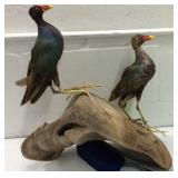 Taxidermy Birds S16A