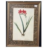 Gladiolus Cardinalis Print