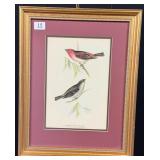 Common Rose Finches Framed Print