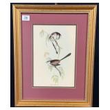 Long Tailed Tits Bird Framed Print
