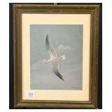 Flying Seagull Watercolor Print by R.A. Burgess