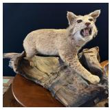 Full Body Lynx/Bobcat Taxidermy Mount