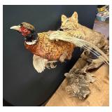 Bobcat w/Pheasant Taxidermy Full Body Mount