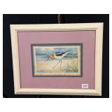 American Avocet Print by Paul Brent