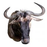 Taxidermy Wildebeest Shoulder Mount