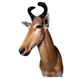 Taxidermy Shoulder Mount Lichtenstein