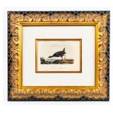 Artwork 'Common Gallinule' Lithograph By Audubon