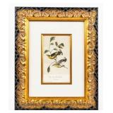 Artwork 'Cape May Wood Warbler' Lithograph Audubon