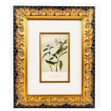 Artwork 'Wilson's Flycatching-Warbler' Lithograph