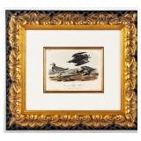 Artwork "American Golden Plover� Litho By Audubon