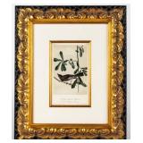 Artwork "Rocky Mountain Flycatcher� Litho Audubon