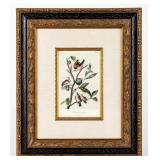 Artwork "Ground Dove� Lithograph By Audubon