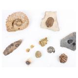 Marine Fossils- Ammonite Trilobite+