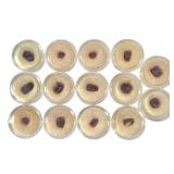 14 Ruby Xls India 2.7 oz Including Cases