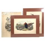 3 Bird Engravings with Color Vintage