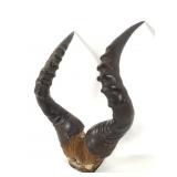 Hartebeest Horns Attached to Skull Fragment