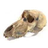 Primate Skull