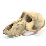 Primate Skull
