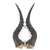 Hartebeest Horns