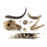 Primate Skull, Porcupine Quills, Horn Fragments +