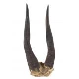 Cape Bushbuck Horns Attached to Skull Fragment