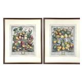 1732 Pieter Casteels Early Seed Catalog Engravings