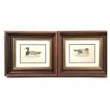 Framed Wigeon & Scaup Duck Art Prints