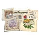 7 Illust Cinderella Chromolithograph & Plate+