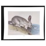Harold Rigsby Cottontail Lmt Ed Signed Repr 16x 20