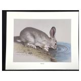 Harold Rigsby Cottontail Lmt Ed Signed Repr 16x 20