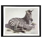 Harold Rigsby Zebra Foal Ltd Ed Signed Repro